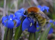 Bombus pascuorum freygessneri