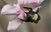 Abeja azul de la maderqa (Xylocopa violacea)