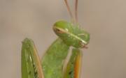 mantis religiosa