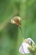 bombylius major 2/2