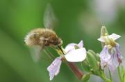 bombylius major (bombyliidae) 1/2