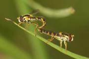 cópula de syrphids