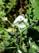 Pieris brassicae