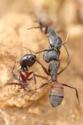 batalla campal de camponotus cruentatus 2/3