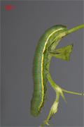 Colias crocea: l'eruga