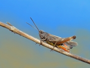 Omocestus ventralis