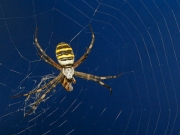 Argiope bruennichi.