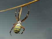 Argiope bruennichi.