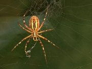 Argiope bruennichi.