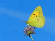 Colias sp.