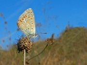 Niña celeste . Polyommatus bellargus