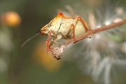 dolycoris baccarum