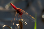 Libèl-lula roja. Crocothemis erythraea