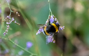 Borinot (Bombus terrestris)