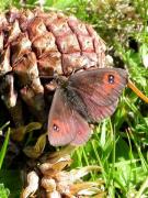 Erebia gorgone ?