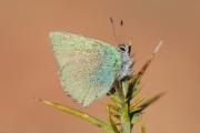 Callophrys rubi