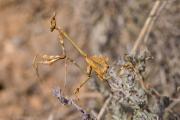 Larva d'Empusa pennata