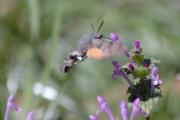 esfinge colibrí (Macroglossum stellatarum)