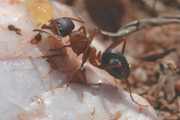 formiga llaminera (camponotus)