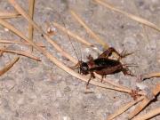 Grill de bosc (Nemobius sylvestris)