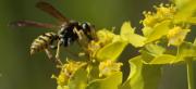 Vespa paperera o polístid  (Polistes gallicus),