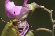 Colias crocea Thomisus onustus corc