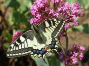 Papilio machaon