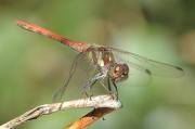 Sympetrum striolatum