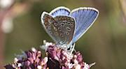 Blaveta comuna Lysandra bellargus