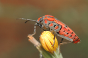 heterópter vermell (lygaeus saxatilis)