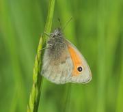 Ceononympha pamphilus