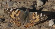 Vanessa cardui