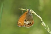 Papallona (Coenonympha arcania)