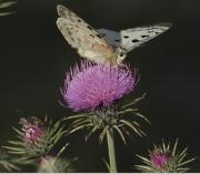 Parnassius apollo