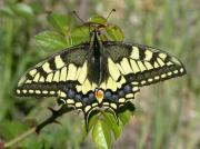 Papilio machaon