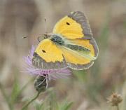 Colias crocea(papallona de l'alfals