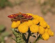 Pyrausta purpuralis sobre espernallac