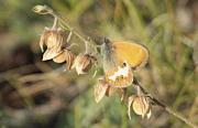 Coenonympha darwiniana