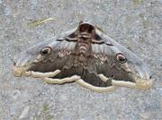 Saturnia pyri