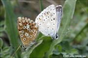 Polyommatus (Lysandra) coridon