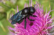 Abellot (Xylocopa violacea)