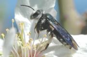 xylocopa violacea (apidae)