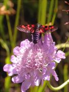 Zygaena lonicerae