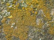 Candelariella coralliza amb Lecanora albescens ?