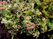 Cladonia squamosa