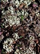 Cladonia foliacea