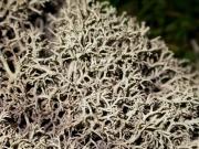Molsa blanca detall (Cladonia mediterranea)