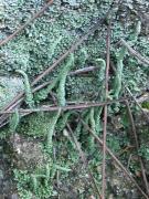 Cladonia coniocraea (Flörke) Spreng