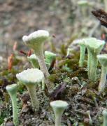 Cladonia fimbriata