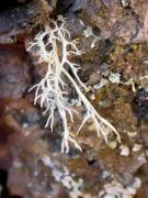 Evernia divaricata with Parmelia (Melanelia) exasperatula